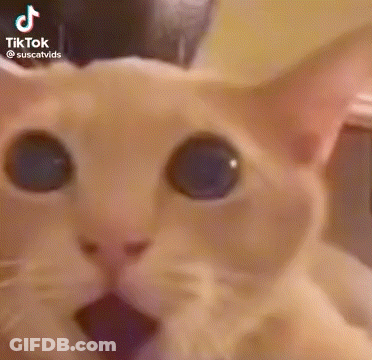 A Close Up Of A Cat With Blue Eyes Looking At The Camera . GIF