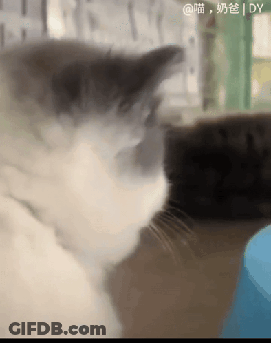 A Close Up Of A Cat With Chinese Writing On The Bottom Right Corner GIF