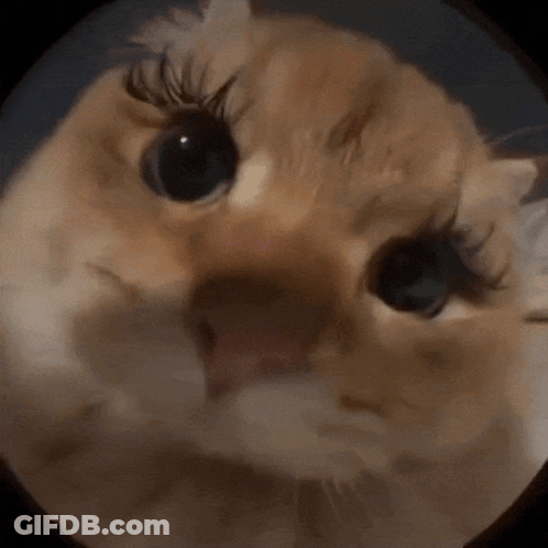 A Close Up Of A Cat With False Eyelashes GIF