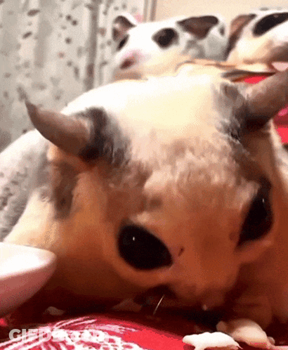 A Close Up Of A Cat With Horns Laying Down GIF