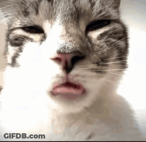 A Close Up Of A Cat With Its Eyes Closed And Its Mouth Open GIF
