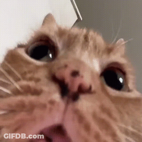 A Close Up Of A Cat With Its Mouth Open GIF