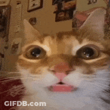 A Close Up Of A Cat With Its Mouth Open . GIF