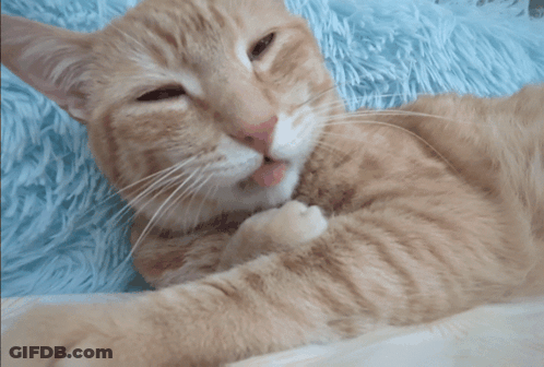A Close Up Of A Cat With Its Mouth Open GIF