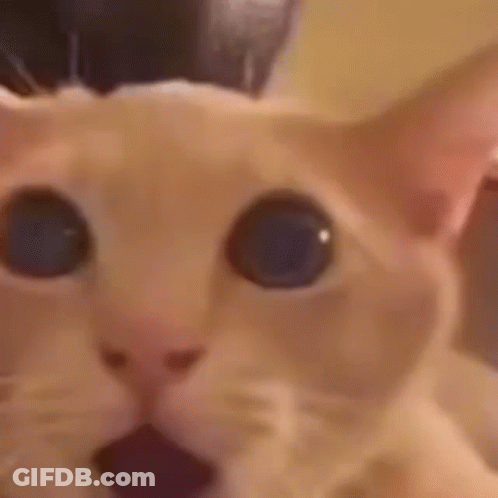 A Close Up Of A Cat With Its Mouth Open And Blue Eyes . GIF