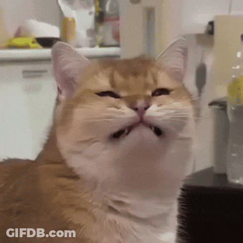 A Close Up Of A Cat With Its Mouth Open And Its Eyes Closed GIF