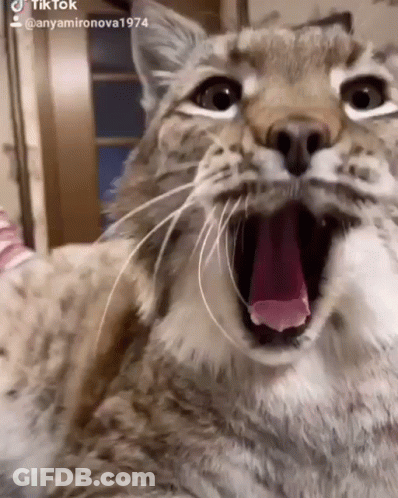 A Close Up Of A Cat With Its Mouth Open And Its Tongue Out GIF