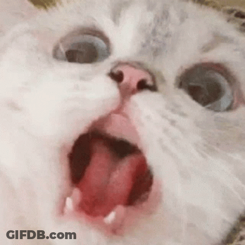 A Close Up Of A Cat With Its Mouth Open And Its Tongue Sticking Out . GIF