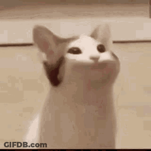 A Close Up Of A Cat With Its Mouth Open And Looking Up . GIF