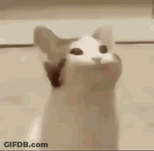A Close Up Of A Cat With Its Mouth Open And Looking Up . GIF