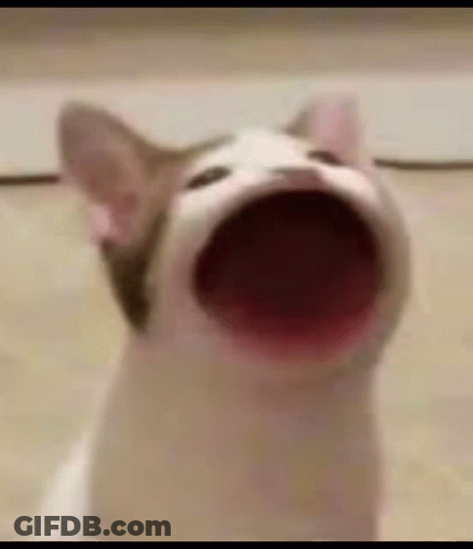 A Close Up Of A Cat With Its Mouth Open And Looking Up . GIF