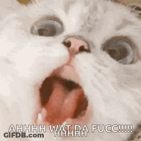A Close Up Of A Cat With Its Mouth Open And The Words Ahhhh Wat Da Fucc GIF