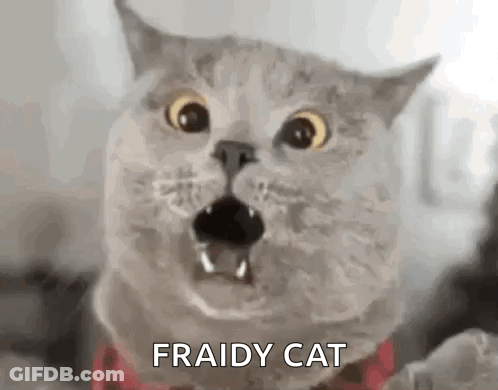 A Close Up Of A Cat With Its Mouth Open And The Words `` Fraidy Cat '' Written On It . GIF