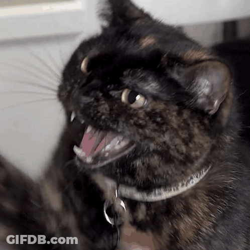 A Close Up Of A Cat With Its Mouth Open And Yellow Eyes GIF