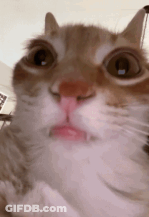 A Close Up Of A Cat With Its Mouth Open GIF