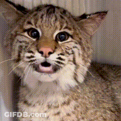 A Close Up Of A Cat With Its Mouth Open Looking At The Camera GIF