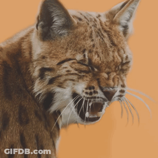 A Close Up Of A Cat With Its Mouth Open On An Orange Background GIF