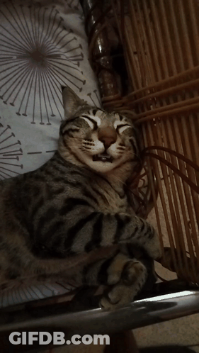 A Close Up Of A Cat With Its Mouth Open GIF