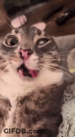A Close Up Of A Cat With Its Mouth Open GIF