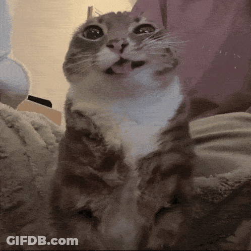 A Close Up Of A Cat With Its Tongue Hanging Out GIF
