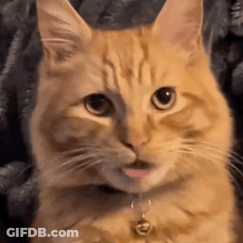 A Close Up Of A Cat With Its Tongue Hanging Out . GIF