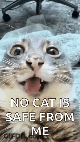 A Close Up Of A Cat With Its Tongue Hanging Out And A Caption That Says `` No Cat Is Safe From Me '' . GIF