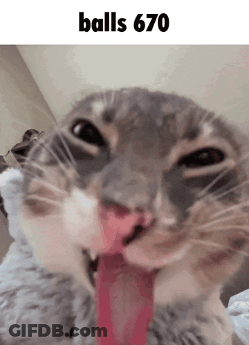 A Close Up Of A Cat With Its Tongue Hanging Out And The Text Balls 670 Above It GIF