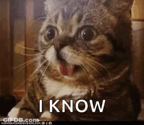 A Close Up Of A Cat With Its Tongue Hanging Out And The Words I Know Written On The Bottom GIF