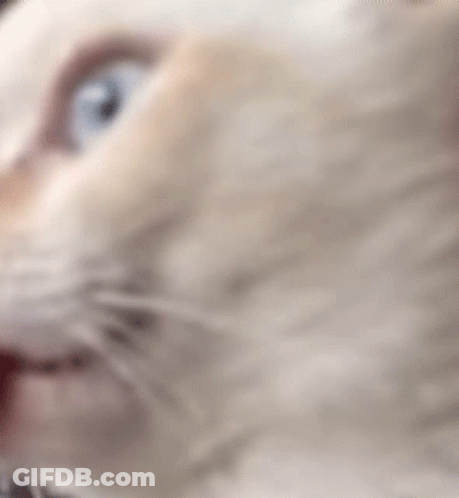 A Close Up Of A Cat With Its Tongue Hanging Out . GIF