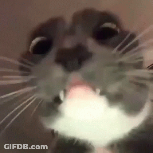 A Close Up Of A Cat With Its Tongue Out . GIF