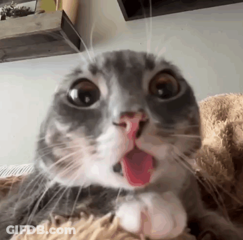 A Close Up Of A Cat With Its Tongue Out And A Surprised Look On Its Face . GIF