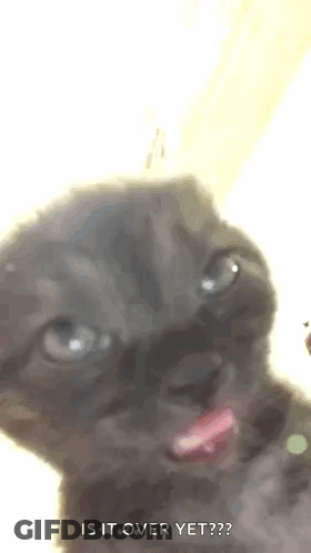 A Close Up Of A Cat With Its Tongue Out And The Words `` Is It Over Yet ? '' Written Below It . GIF