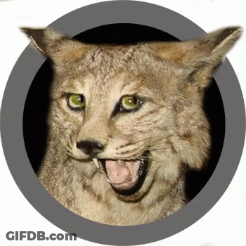 A Close Up Of A Cat With Its Tongue Out In A Circle GIF