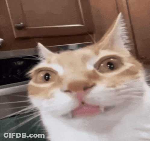 A Close Up Of A Cat With Its Tongue Out Looking At The Camera . GIF