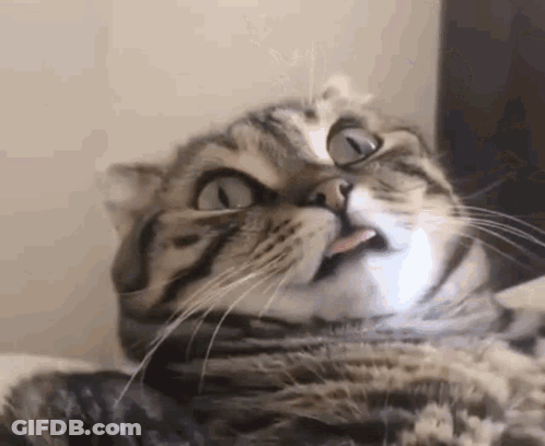 A Close Up Of A Cat With Its Tongue Out . GIF