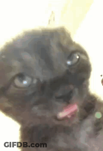 A Close Up Of A Cat With Its Tongue Out . GIF