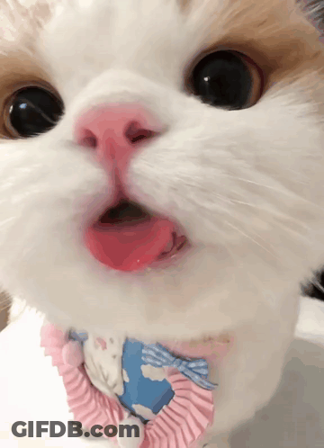 A Close Up Of A Cat With Its Tongue Sticking Out GIF