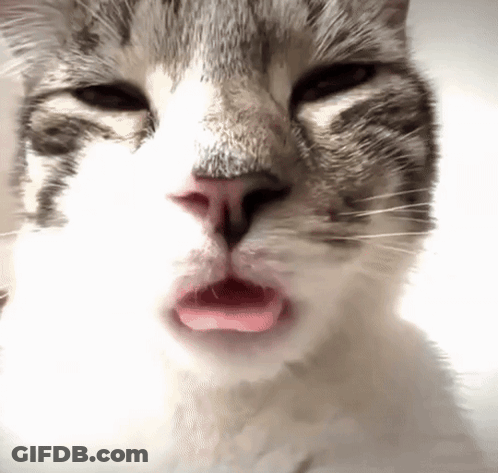 A Close Up Of A Cat With Its Tongue Sticking Out GIF
