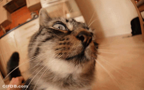 A Close Up Of A Cat With The Website Sheepfilms.co.uk Visible GIF