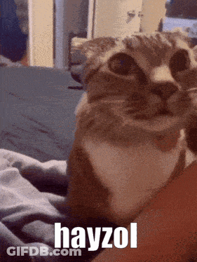 A Close Up Of A Cat With The Word Hayzol Written On The Bottom Right GIF