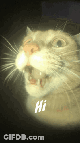 A Close Up Of A Cat With The Word Hi Written On It GIF