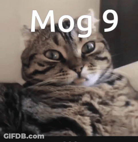A Close Up Of A Cat With The Word Mog 9 Written Above It GIF