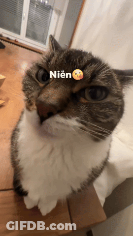 A Close Up Of A Cat With The Word Nien On Its Forehead GIF
