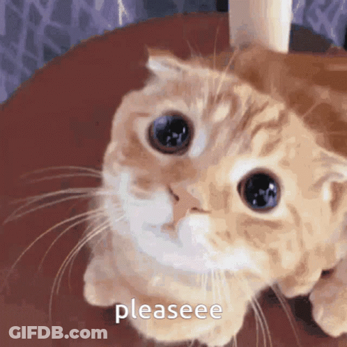 A Close Up Of A Cat With The Word Pleaseee Written On The Bottom GIF
