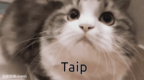 A Close Up Of A Cat With The Word Taip Written On The Bottom GIF
