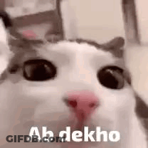 A Close Up Of A Cat With The Words Ab Dekho Written On Its Face . GIF