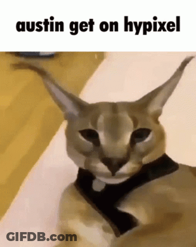 Close Up Of Cat With Austin Get Hypixel Text GIF