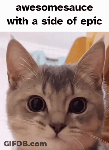 A Close Up Of A Cat With The Words Awesomesauce With A Side Of Epic GIF