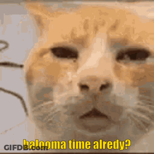 A Close Up Of A Cat With The Words Balooma Time Already GIF