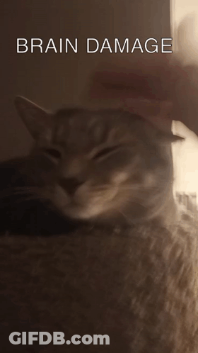 A Close Up Of A Cat With The Words Brain Damage Written Above It GIF